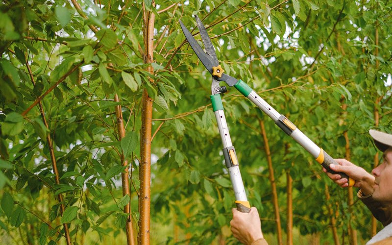 Tree trimming in Milton, ND