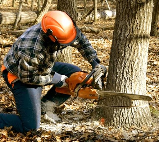 Tree Removal in Milton, ND